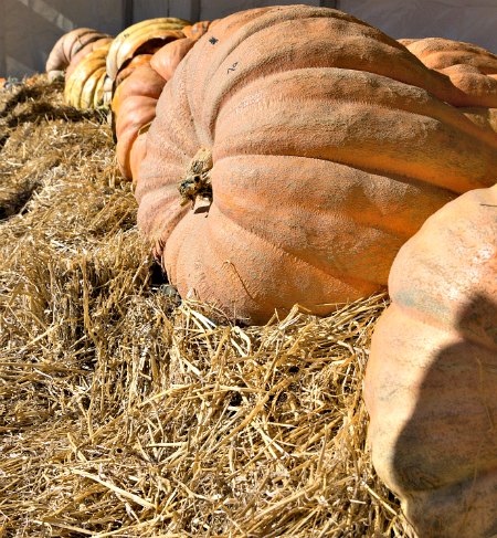 Giant Pumpkins