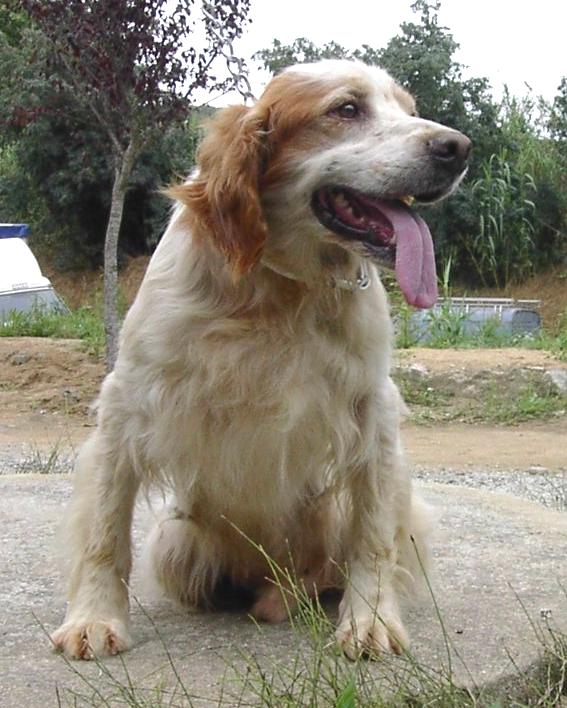 Clumber Spaniel in need of Pumpkin Ice Cream!