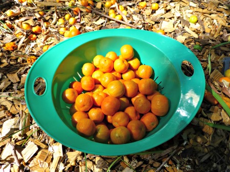 harvesting kumquats