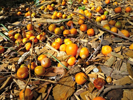 kumquats on the ground