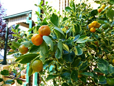 variegated kumquat tree