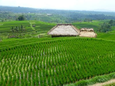 Balinese Rice Paddy at Jatiluweh