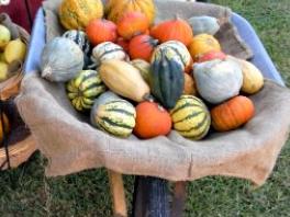 wheelbarrow of pumpkins