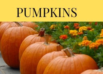 easy grow pumpkin tips