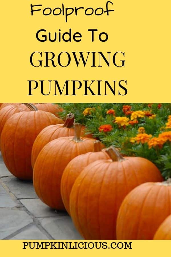 easy grow pumpkin tips