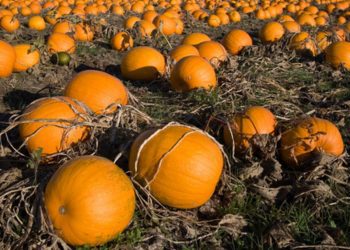 Pumpkins on the field, ready for harvesting