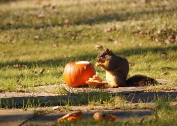 how to keep squirrels away from pumpkins