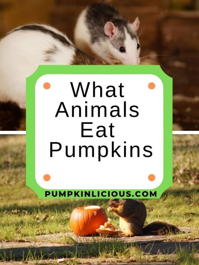 List of Animals That Eat Pumpkins