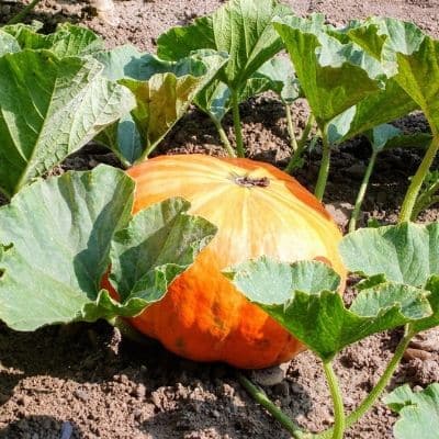 best time to plant pumpkin seeds