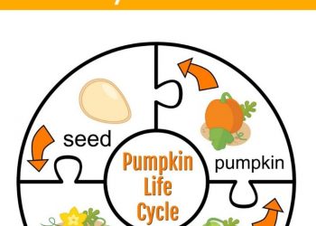 life cycle of a pumpkin puzzle