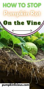 How to keep Pumpkins from rotting on the Vine
