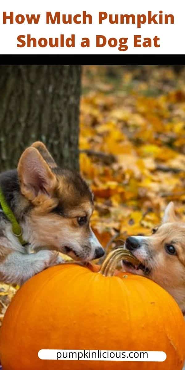 How Much Pumpkin To Give A Dog how-much-pumpkin-to-give-a-dog