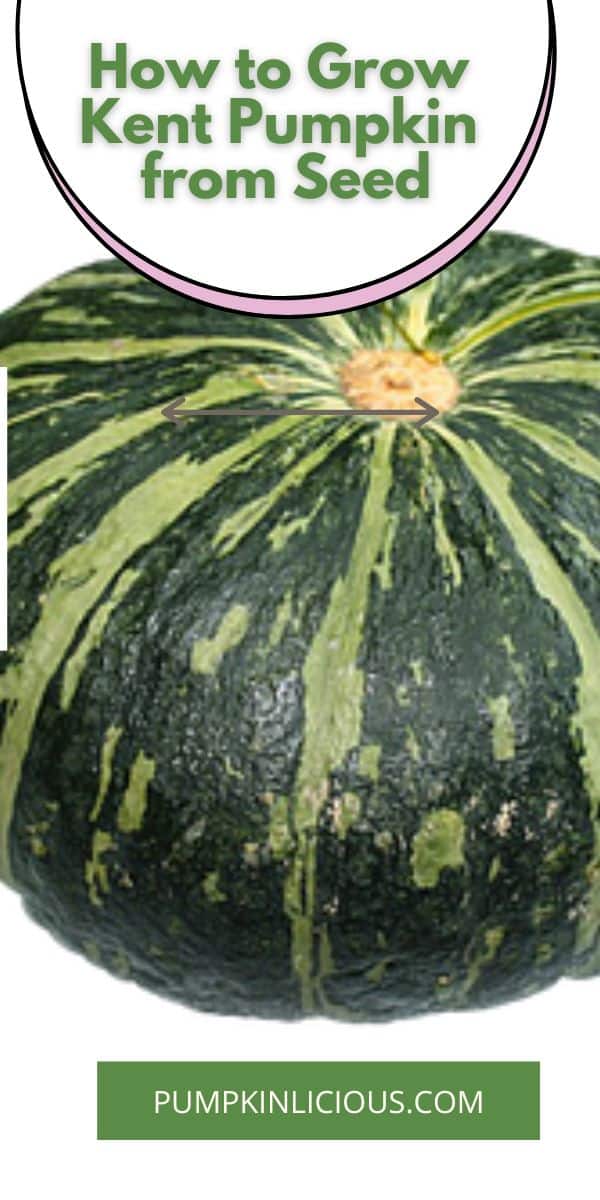 How to Grow Kent Pumpkin from Seed