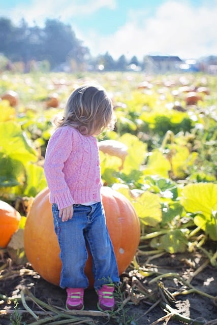 chicago pumpkin farm