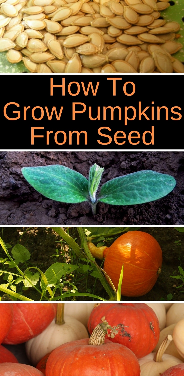 Wonder how to grow pumpkins from seeds? Here are some tips for planting pumpkin seeds for a nice harvest. You can grow pumpkins in small spaces if you grow them vertically. You can also grow them in containers.