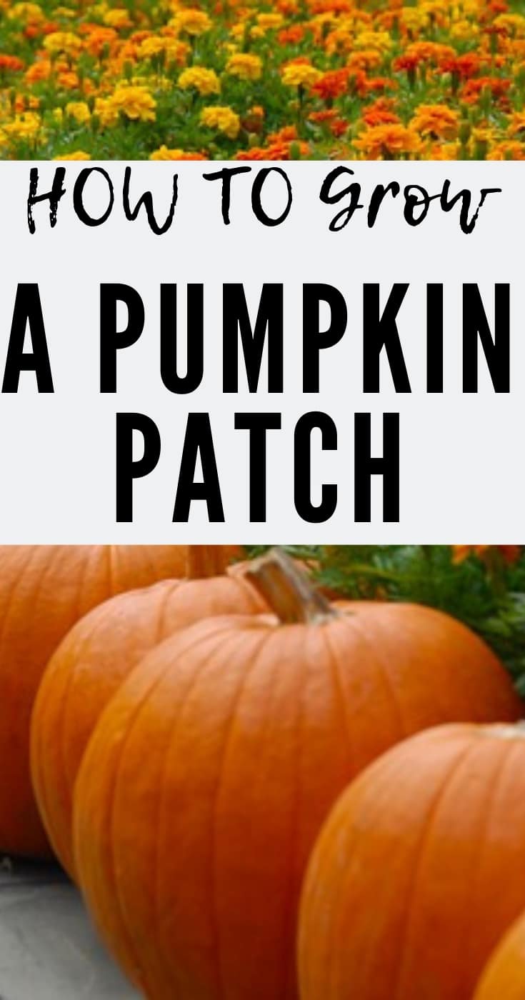 grow pumpkin patch