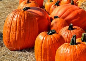 All you need to know about how to grow pumpkins tips