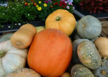 Lots of pumpkins