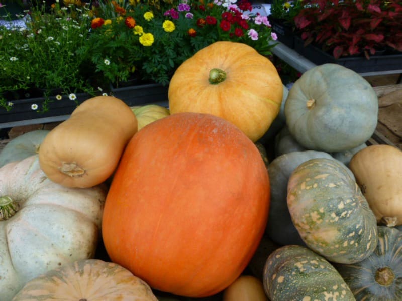 Lots of pumpkins