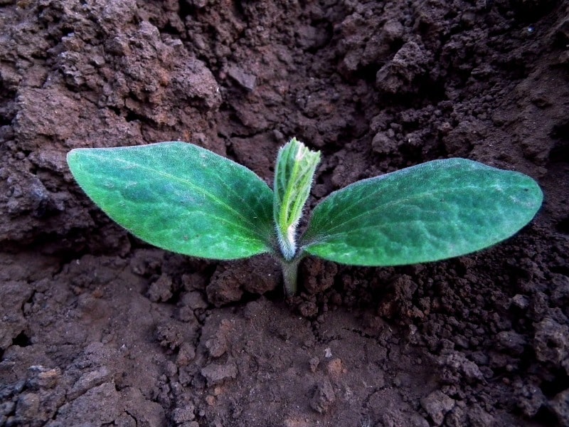 Pumpkin seedling