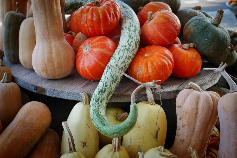 Smaller pumpkin varieties and squashes