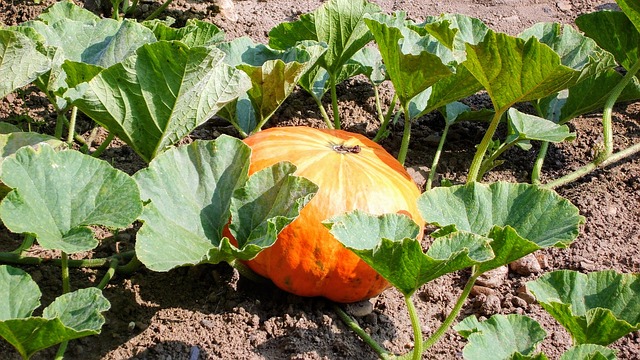 time to harvest pumpkins