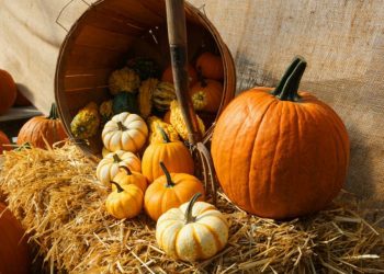 A nice collcection of pumpkins