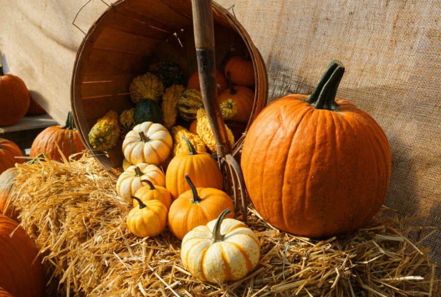 A nice collcection of pumpkins