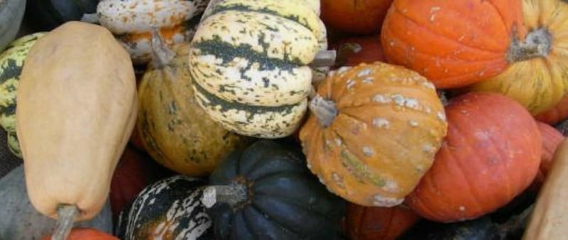 Small pumpkins for soups