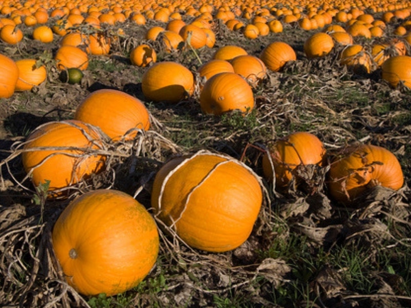 Pumpkins on the field, ready for harvesting