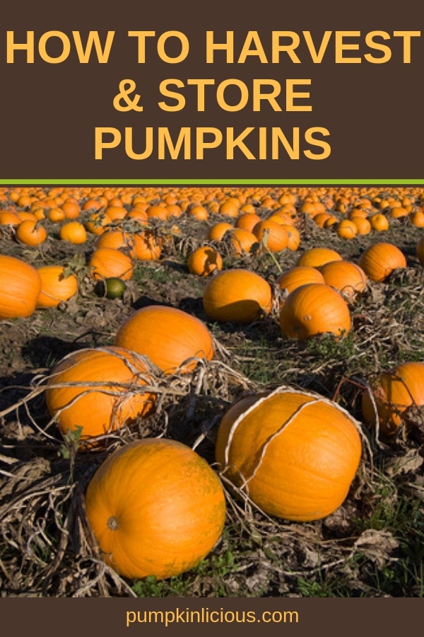 Are you new to growing pumpkins? If so, you’ll want to learn how to harvest pumpkins and how to store them properly. Here’s a quick guide to harvesting and storing pumpkins from your garden. #pumpkins #harvest #organicgardening #pumpkinsharvest #fall #autumn