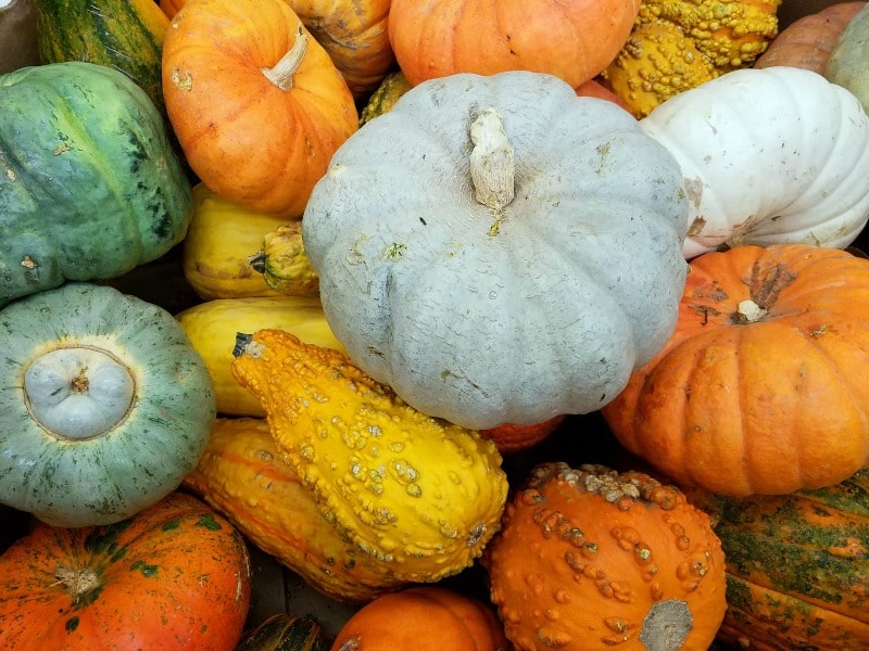 Lots of pumpkins