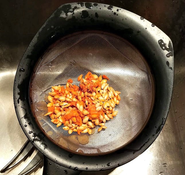 Pumpkin seeds in sieve