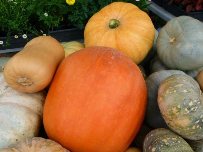 Different types of pumpkins