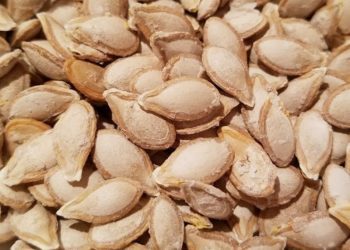 Roasted pumpkin seeds