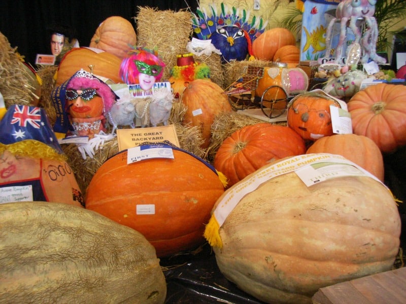 Decorated pumpkins at a pumpkin festival