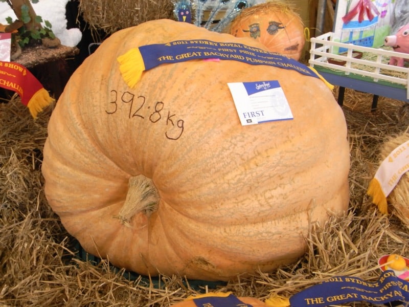 Giant pumpkin that won first place