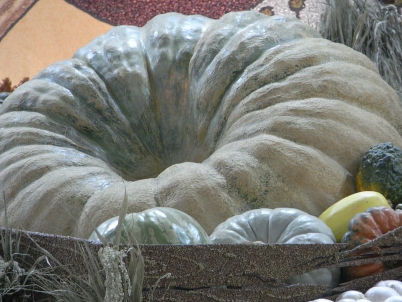 Large gray pumpkin surrounded by a variety of smaller pumpkins