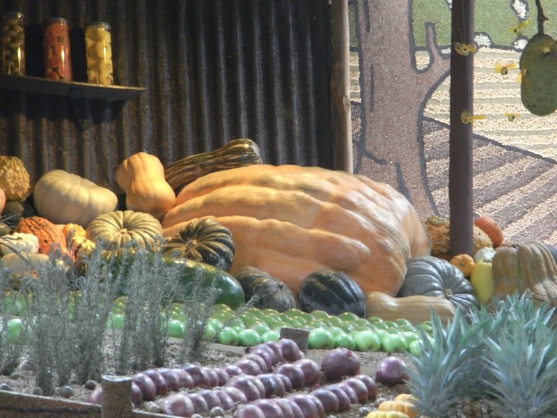 Large pumpkins on display