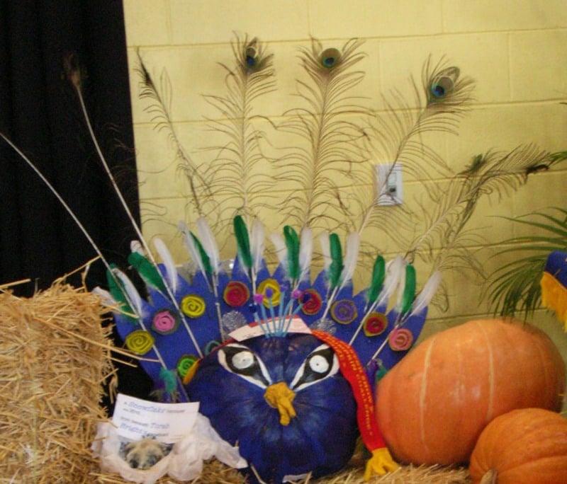 Peacock Pumpkin