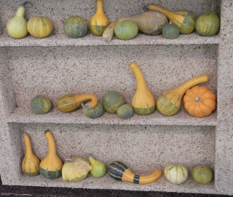 Pumpkin display at a pumpkin fair