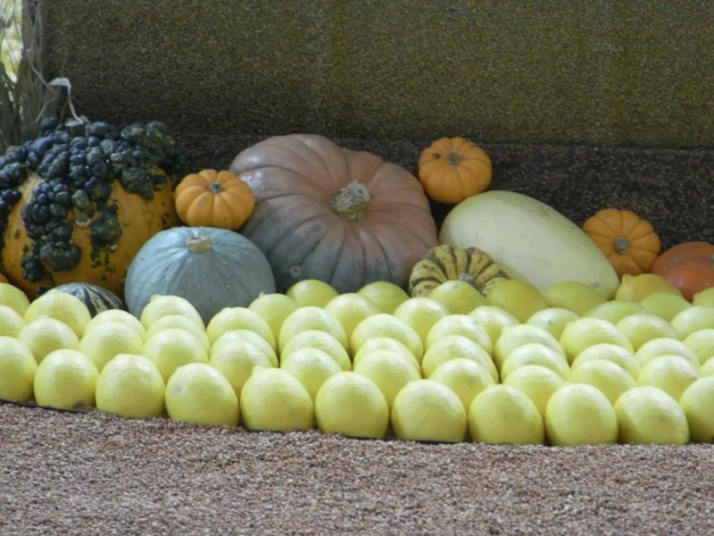 Pumpkins and lemons 