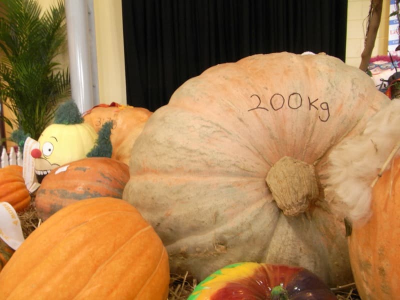 Pumpkins at the Sydney Royal Easter Show