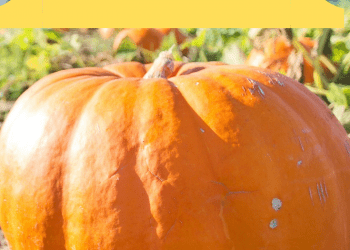 how to make giant pumpkins