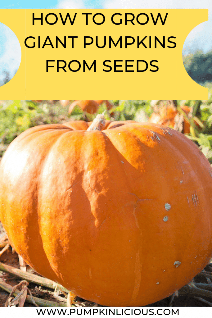 how to make giant pumpkins