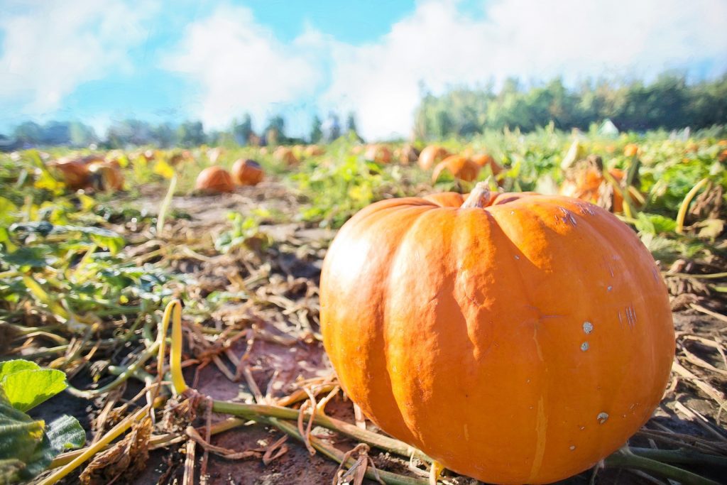 how to grow giant pumpkins from seeds