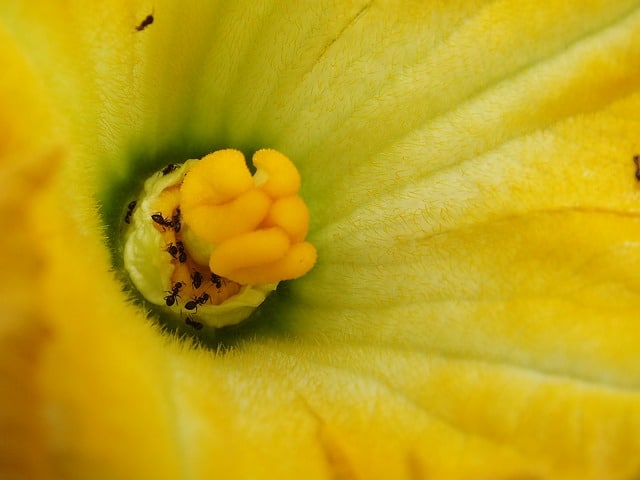 bees pollinating pumpkin flowers