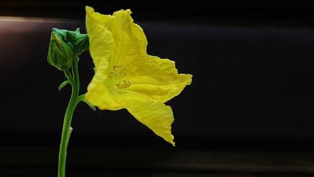 female pumpkin flower