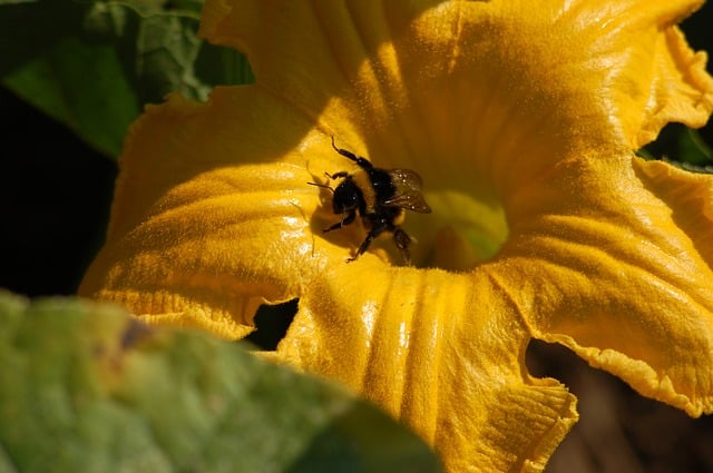 how to know when female pumpkin flower pollination has occurred