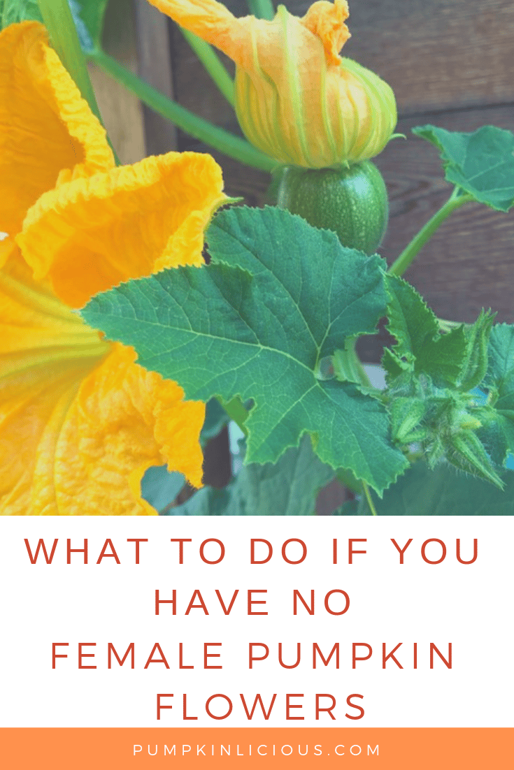 no female pumpkin flowers